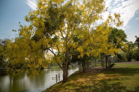 Old Beautiful Thai Temple wat Mahathat, Ayutthaya Historical Park, Ayutthaya, Thailandの写真素材
