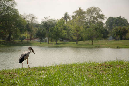 Old Beautiful Thai Temple wat Mahathat, Ayutthaya Historical Park, Ayutthaya, Thailand. Gray bird in parkの写真素材