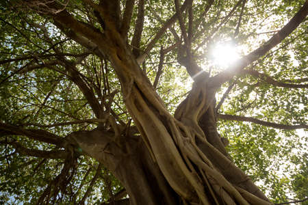 Old Beautiful Thai Temple wat Mahathat, Ayutthaya Historical Park, Ayutthaya, Thailand. Green part of historical parkの写真素材