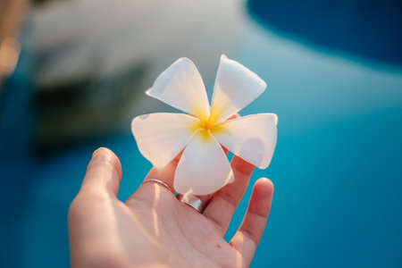 Closeup of unknown woman holding a fragrant Frangipani flower in the pool. idea and concept of vacation and summerの写真素材