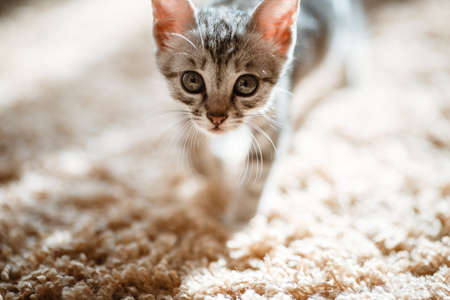 One month old and cute silver tabby of an American Shorthair kitten is looking at something specious with a little of sunshineの写真素材