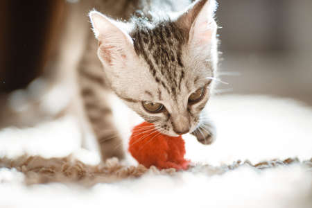 The cat lying on house with nice background color, gray cat plays with a toyの写真素材