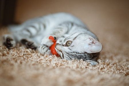 The cat lying on house with nice background color, gray cat plays with a toy
