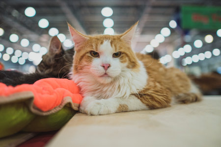 Cat show. Kitten looks into the camera. Cat breed. Pets. Kitten with a big mustache. Exhibition or fair catsのeditorial素材