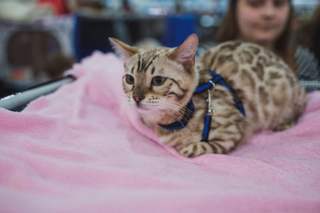 MOSCOW MARCH 6 2019 Unidentified member of the exhibition shows his cat at international exhibition of cats Catsburg in the exhibition hall Crocus-Expo, Moscowのeditorial素材