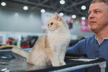 MOSCOW MARCH 6 2019 Unidentified member of the exhibition shows his cat at international exhibition of cats Catsburg in the exhibition hall Crocus-Expo, Moscowのeditorial素材