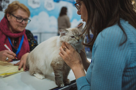 MOSCOW MARCH 6 2019 Unidentified member of the exhibition shows his cat at international exhibition of cats Catsburg in the exhibition hall Crocus-Expo, Moscowのeditorial素材