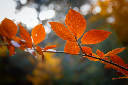 fall yellow maple leaves in the blue sky. autumn background forest with oak birch maple trees and...