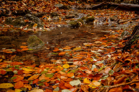 Close up image of orange autumn leaves at soft golden light. Autumn background.の写真素材