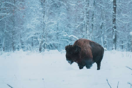 Bison on the forest background and snow. Adult Wild European Brown Bison or Bison Bonasus In Winter Time. Wild European Wood Bison in Prioksko-Terrasny Biosphere Reserve, UNESCO Heritage in Russiaの写真素材