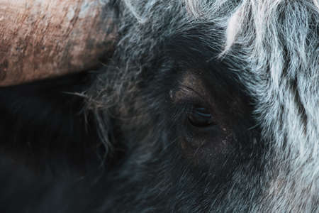 Beautiful black yak on the background of a farm building, behind a fence. A closeup of the details of a yak. Travel to the ethnopark Nomad, Moscow region, Russiaの写真素材