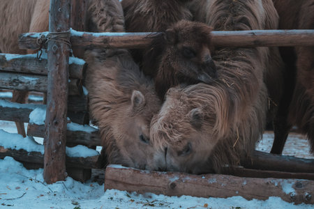 A group of camels eats against the backdrop of a snowy landscape and a farm. Travel to the ethnopark...