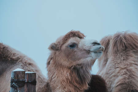 A group of camels eats against the backdrop of a snowy landscape and a farm. Travel to the ethnopark Nomad, Moscow region, Russiaの写真素材