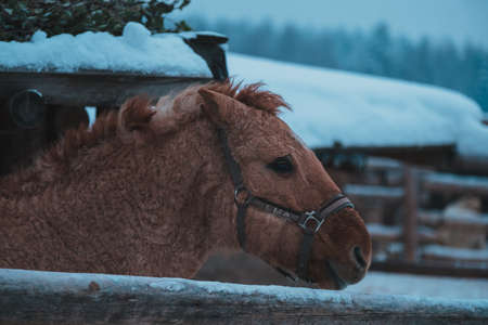 Beautiful curly horse stands behind a fence on a farm in winter. Travel to the ethnopark Nomad, Moscow region, Russiaの写真素材
