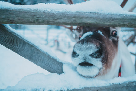 Beautiful reindeer in a small corral in the ethnic park Nomad, Moscow region, Russia. Very beautiful snowy and cold winter. close photo of a deer noseの写真素材
