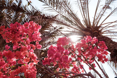 Brilliant colorful blooming flowers and palms leaves in Dubaiの写真素材
