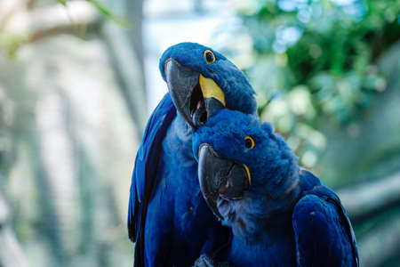 Couple of Blue Hyacinth macaw parrot in park. The manifestation of feelings, tenderness and care.の写真素材