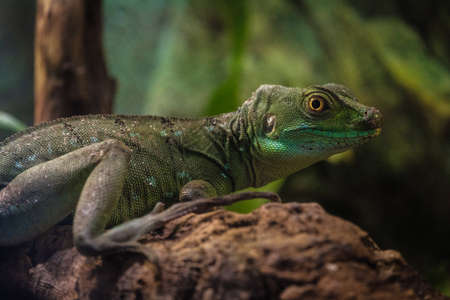 The plumed basilisk or Basiliscus plumifrons, also called commonly the green basilisk, the double crested basilisk, or the Jesus Christ lizard, is a species of lizard in the family.の写真素材