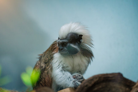 little white-headed monkey in the green jungle. Green park in the cityの写真素材
