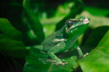 Little green chameleon on a palm leaf. Green Park in the cityの写真素材