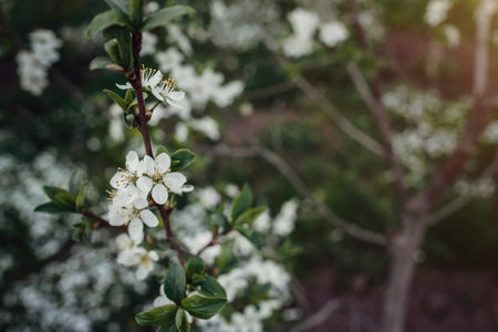 Flowers of the cherry blossoms on a spring day. the idea and concept of awakening, spring,...