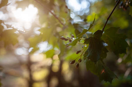The magic of the summer forest at sunset. warm rays of sun, details and atmosphere of the golden hourの写真素材