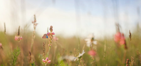 A small butterfly of polyommatus icarus with a blue dove sits on a dry spikelet of grassの写真素材