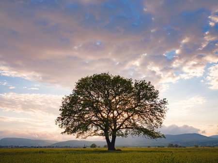 old oak tree growing on an agricultural field over spring sunset sky.