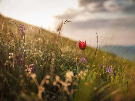 beautiful wildflowers in the sunset rays. Wild tulips Schrenk in the steppes of the Kerch Peninsula at sunset.の写真素材