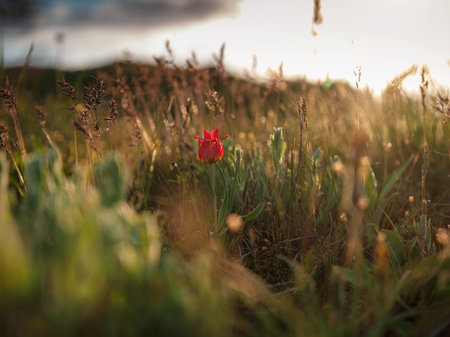 beautiful wildflowers in the sunset rays. Wild tulips Schrenk in the steppes of the Kerch Peninsula...