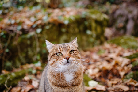 A Siberian tabby cat exploring the dark autumn forest. fairytale character of fall forestの写真素材