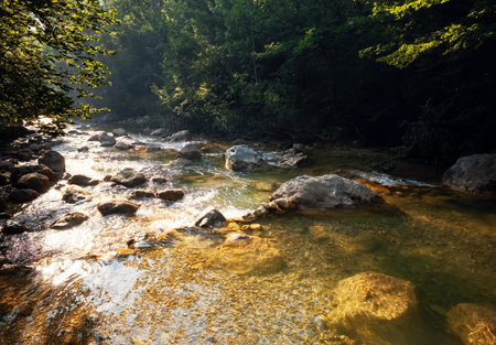 Amazing scenic view forest with river on background green trees in the morning or evening rays of the sun. beautiful landscape with magic smoke and sun raysの写真素材