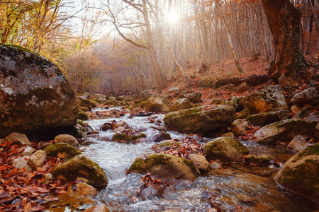 Autumn forest river creek view. Creek from the mountain waterfall in autumn forest sunset. Fall...