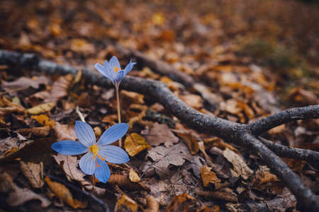 Autumn Crocus Crocus pallasii and Crocus speciosus on the background of autumn leaves. Lilac tender Crocus blooms in autumn in the forest.の写真素材