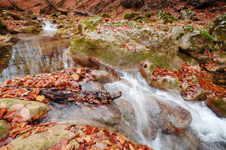 Autumn forest river creek view. Creek from the mountain waterfall in autumn forest sunset. Fall...