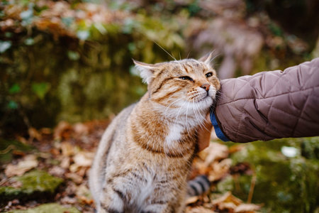 tabby shorthair cat getting stroked by female hand outdoors in the autumn forest