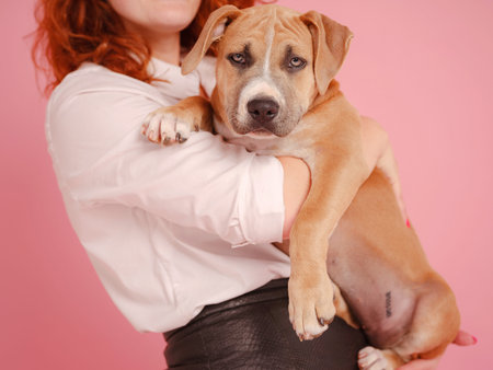 beautiful redhead woman with Cute puppy American Staffordshire Terrier have good relationships,...