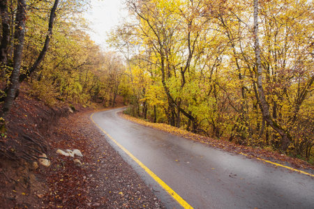 landscape autumn season in rainy day Travel and yellow leaves. Transportation. Empty highway in...