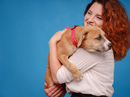 beautiful redhead woman with Cute puppy American Staffordshire Terrier posing in studio over blue...