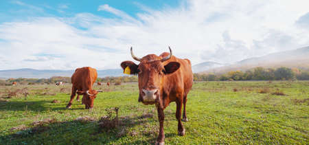 Herd of cows on a summer grassland under the blue sky and white clouds.の写真素材