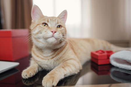 Happy ginger tabby cat with red gift boxes lying on black table. Cozy home background with happy pet. Christmas or New Year postcardの写真素材
