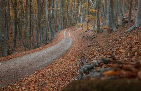 Autumn forest scenery with road of fall leaves, warm light illumining the gold foliage. Footpath in scene autumn forest nature. Vivid october day in colorful forest.の写真素材