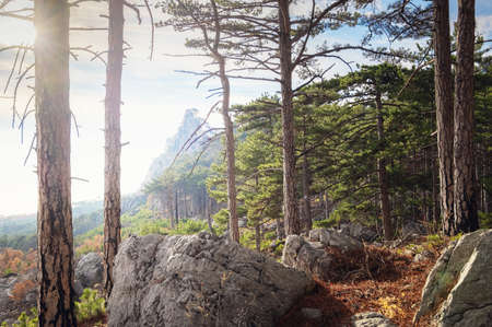 the concept of discovery and hiking, nature and freedom. Green pine mountain forest in scenic mountains. scenic Shaan-kai mountain in the backgroundの写真素材