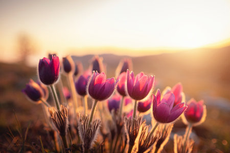 Purple wild crocus flavus flower or pulsatilla or pasque flower growing at sunset outdoors. Early sign of spring.の写真素材