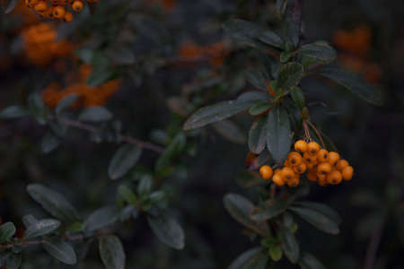 Rowanberries sour but rich vitamin C. Pyracantha plant, also known as firethorn in a garden in a sunny autumn day, beautiful outdoor floral background photographed with soft focusの写真素材