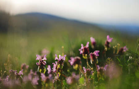 beautiful natural landscape - alpine meadow. Close-up grass with sunbeams. Beautiful nature landscape with sun flares.の写真素材