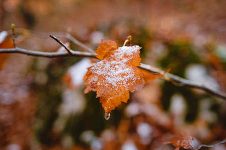 autumn leaves and grass in ice. first frost, dry leaf close-up. November, cold weather, onset of winter, autumn mood. Copy spaceの写真素材