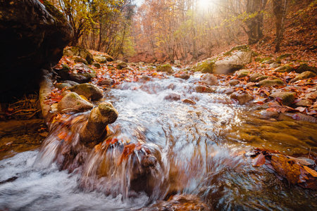 river on autumn sunny day. wonderful landscape. forest in fall colors. mossy rocks on shore. Autumn...