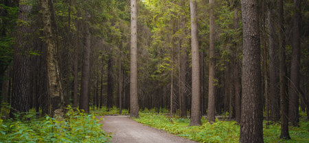 mysterious path in middle of wooden coniferous forrest, surrounded by green bushes leaves and ferns....
