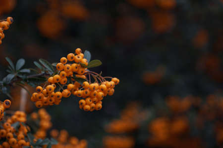 Rowanberries sour but rich vitamin C. Pyracantha plant, also known as firethorn in a garden in a sunny autumn day, beautiful outdoor floral background photographed with soft focusの写真素材